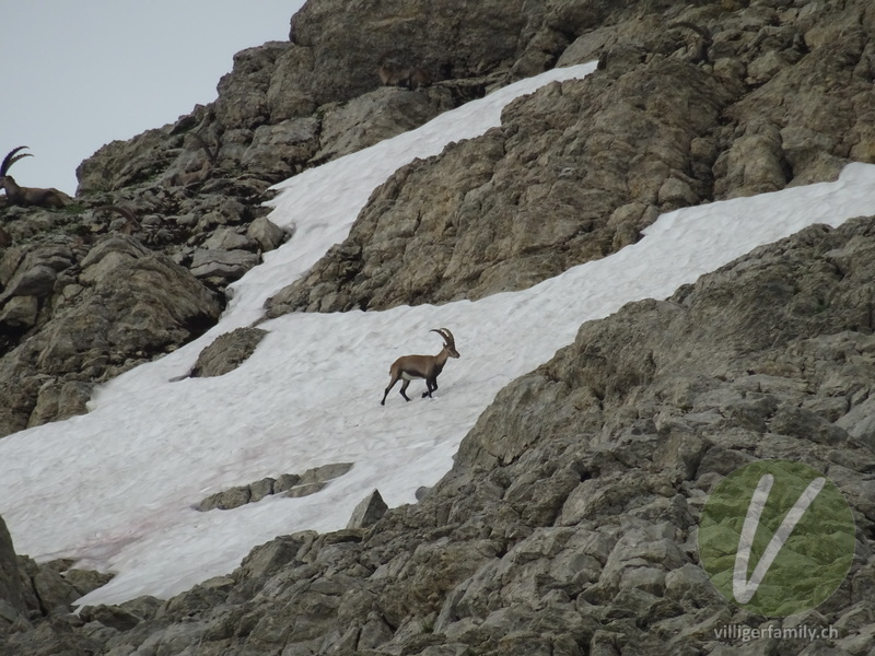 Alpen-Steinbock: Übersicht